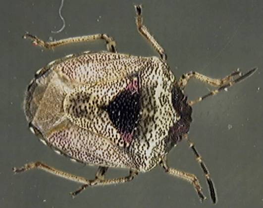 Eysarcoris fabricii